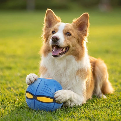 Interactive Frisbee & Chase Ball Toy🐕