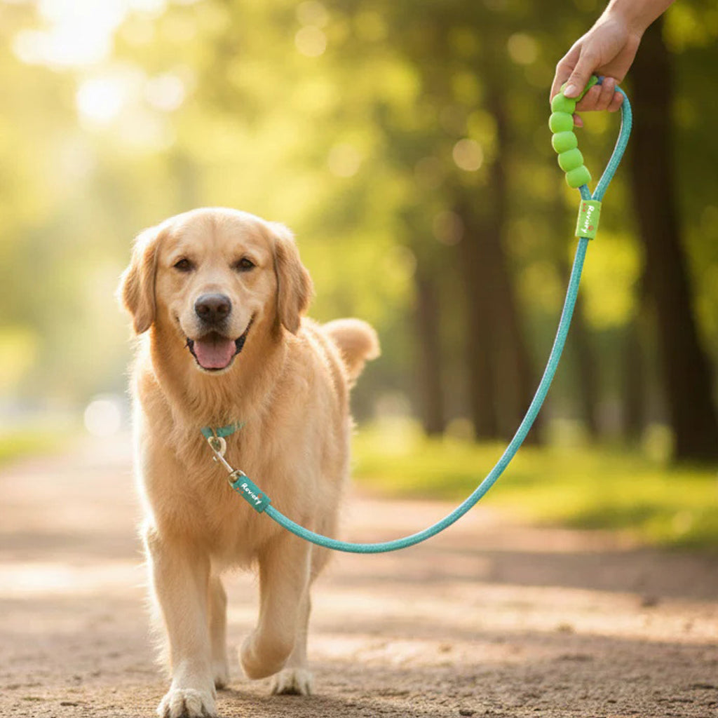 Cloud-Soft Control P-Leash