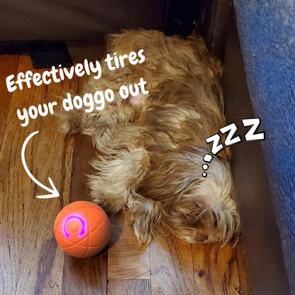 Pet Bounce Ball