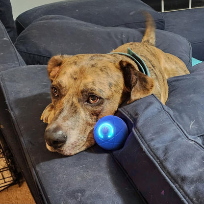 Pet Bounce Ball